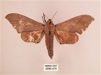 直翅六點天蛾藏品圖，第1張