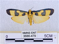 閃光苔蛾藏品圖，第1張