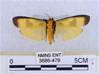 閃光苔蛾藏品圖，第2張