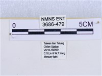 閃光苔蛾藏品圖，第3張