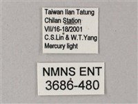 藏斜紋天蛾藏品圖，第3張