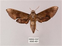 臺灣白肩天蛾藏品圖，第1張