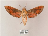 臺灣白肩天蛾藏品圖，第2張