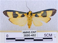 閃光苔蛾藏品圖，第1張