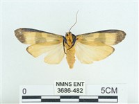 閃光苔蛾藏品圖，第2張