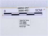 閃光苔蛾藏品圖，第3張