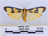 閃光苔蛾藏品圖，第1張