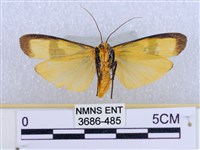 閃光苔蛾藏品圖，第2張