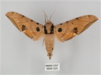 裂斑鷹翅天蛾藏品圖，第1張