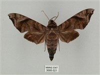 半緣缺角天蛾藏品圖，第1張