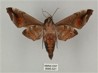 半緣缺角天蛾藏品圖，第2張