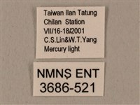 半緣缺角天蛾藏品圖，第3張