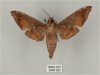 半緣缺角天蛾藏品圖，第2張