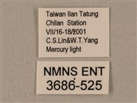 半緣缺角天蛾藏品圖，第3張