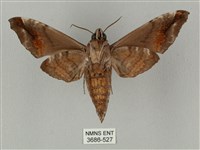 半緣缺角天蛾藏品圖，第2張