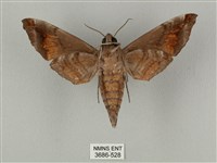 半緣缺角天蛾藏品圖，第2張