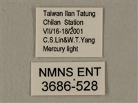 半緣缺角天蛾藏品圖，第3張