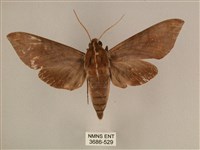 背中白天蛾藏品圖，第1張