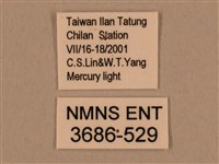 背中白天蛾藏品圖，第3張