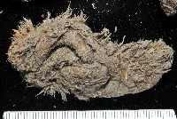 海鼠鱗沙蠶藏品圖，第2張