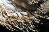 海鼠鱗沙蠶藏品圖，第4張