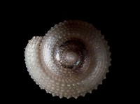 星形白鐘螺藏品圖，第3張