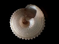 星形白鐘螺藏品圖，第4張