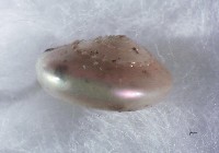 珠光鐘螺藏品圖，第2張