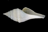 矛形捲管螺藏品圖，第2張