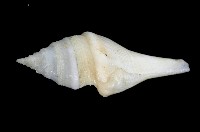 矛形捲管螺藏品圖，第4張
