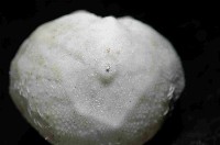 凹卵形(凹裂星)海膽藏品圖，第3張