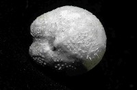 凹卵形(凹裂星)海膽藏品圖，第4張