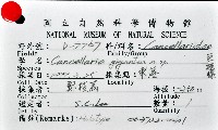 巨核螺藏品圖，第12張