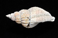 巨核螺藏品圖，第2張