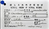 巨核螺藏品圖，第12張