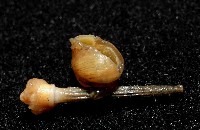 小擬茗荷藏品圖，第1張