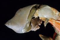 未知種擬寄居蟹藏品圖，第4張