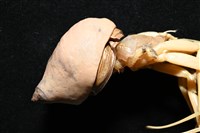 未知種擬寄居蟹藏品圖，第10張