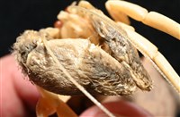 未知種擬寄居蟹藏品圖，第16張
