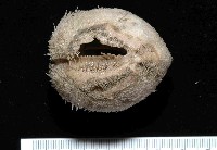 凹卵形(凹裂星)海膽藏品圖，第2張