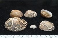尖頂梳齒笠螺藏品圖，第1張