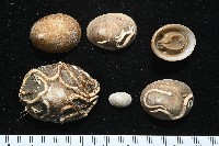 尖頂梳齒笠螺藏品圖，第2張