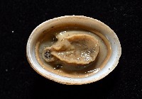 尖頂梳齒笠螺藏品圖，第3張