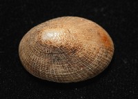 尖頂梳齒笠螺藏品圖，第4張