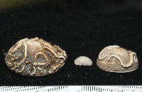 尖頂梳齒笠螺藏品圖，第5張