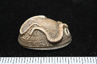 尖頂梳齒笠螺藏品圖，第6張