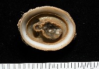 尖頂梳齒笠螺藏品圖，第8張