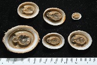 尖頂梳齒笠螺藏品圖，第9張