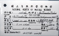 尖頂梳齒笠螺藏品圖，第12張