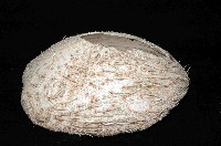 大脆心形海膽藏品圖，第2張